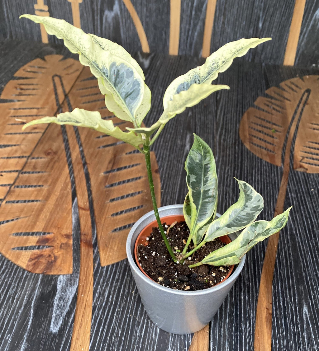 Croton 'Tamara' (Codiaeum variegatum 'Tamara') D9