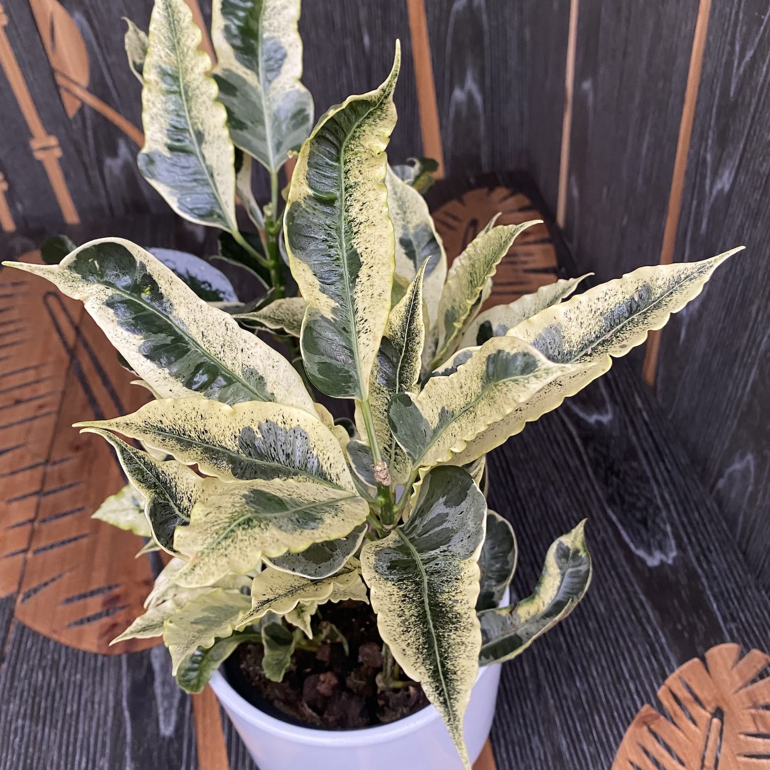 Croton 'Tamara' (Codiaeum variegatum 'Tamara') - 2 plante/ghiveci