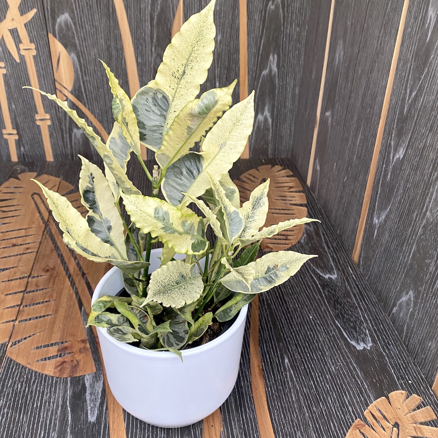 Croton 'Tamara' (Codiaeum variegatum 'Tamara') - 2 plante/ghiveci