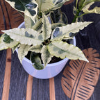 Croton 'Tamara' (Codiaeum variegatum 'Tamara') - 2 Pflanzen/Topf