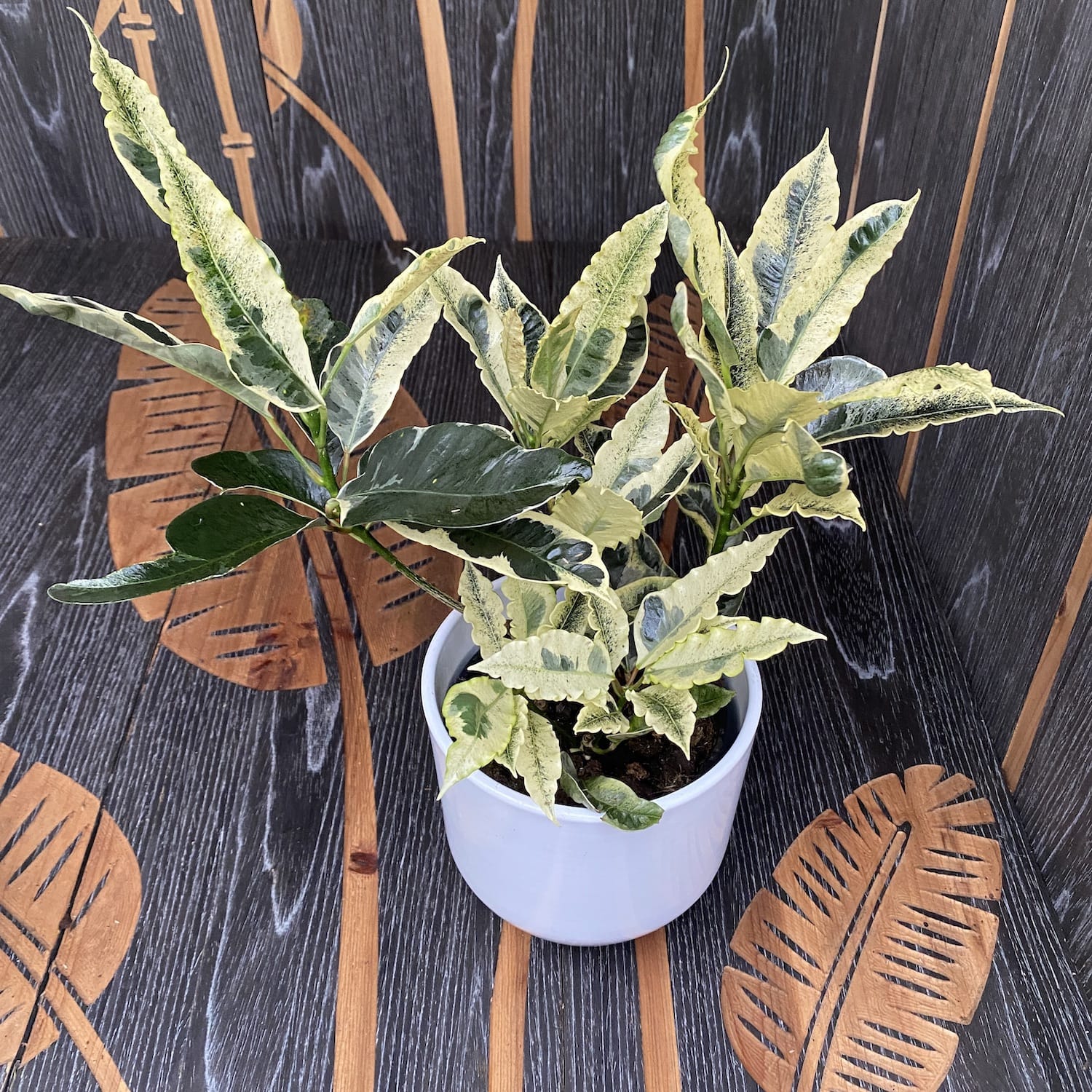 Croton 'Tamara' (Codiaeum variegatum 'Tamara') - 2 plante/ghiveci