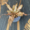 Cryptanthus bivittatus