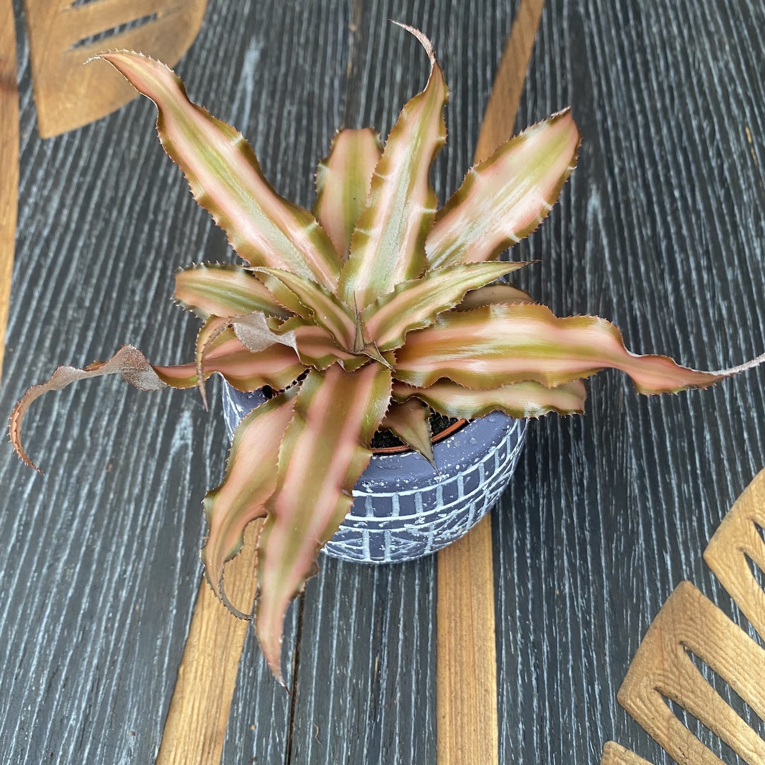 Cryptanthus bivittatus