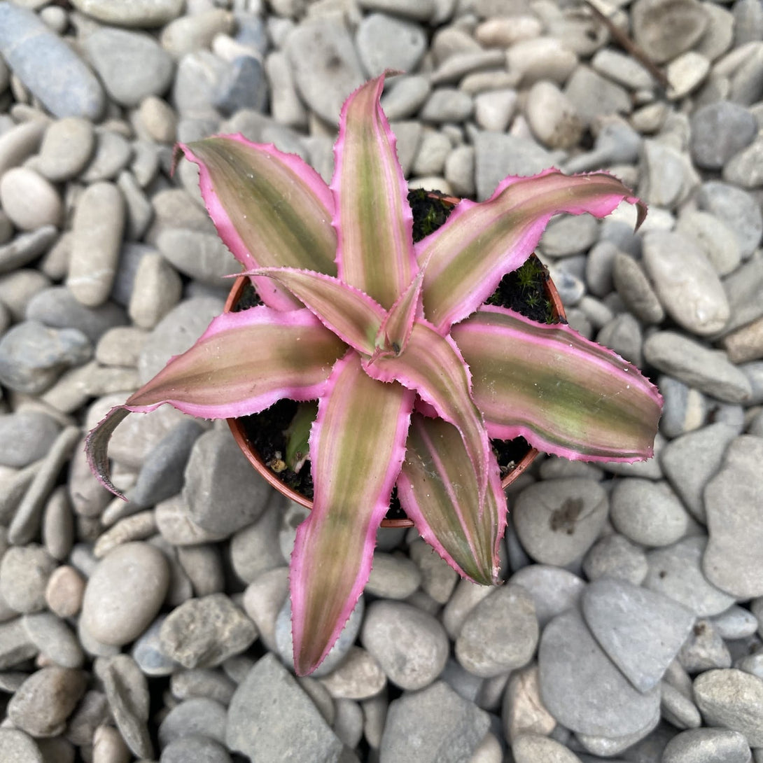 Cryptanthus Bivittatus Pink Starlight Floraria Secret Garden Sg