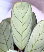 Ctenanthe burle marxii 'Amagris' - tropical plant with silver leaves