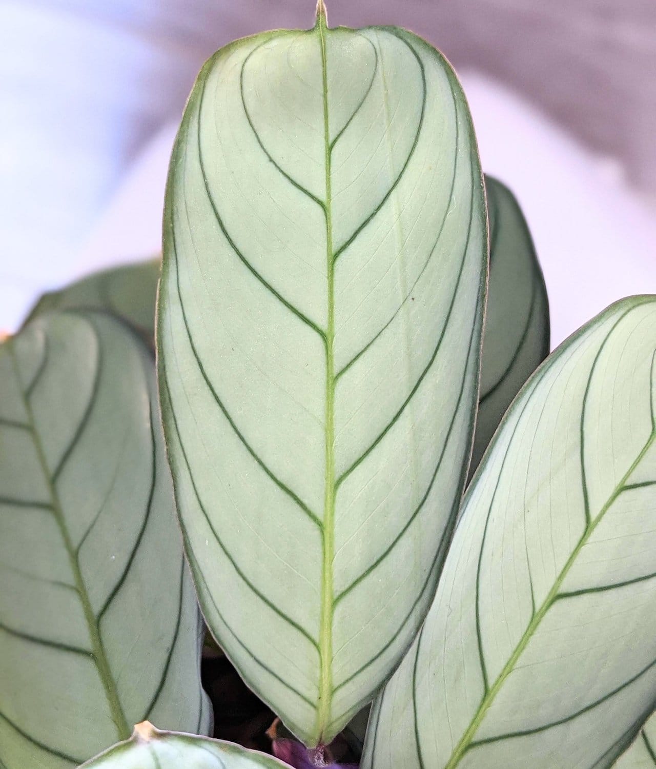 Ctenanthe burle marxii 'Amagris' - planta tropicala cu frunze argintii