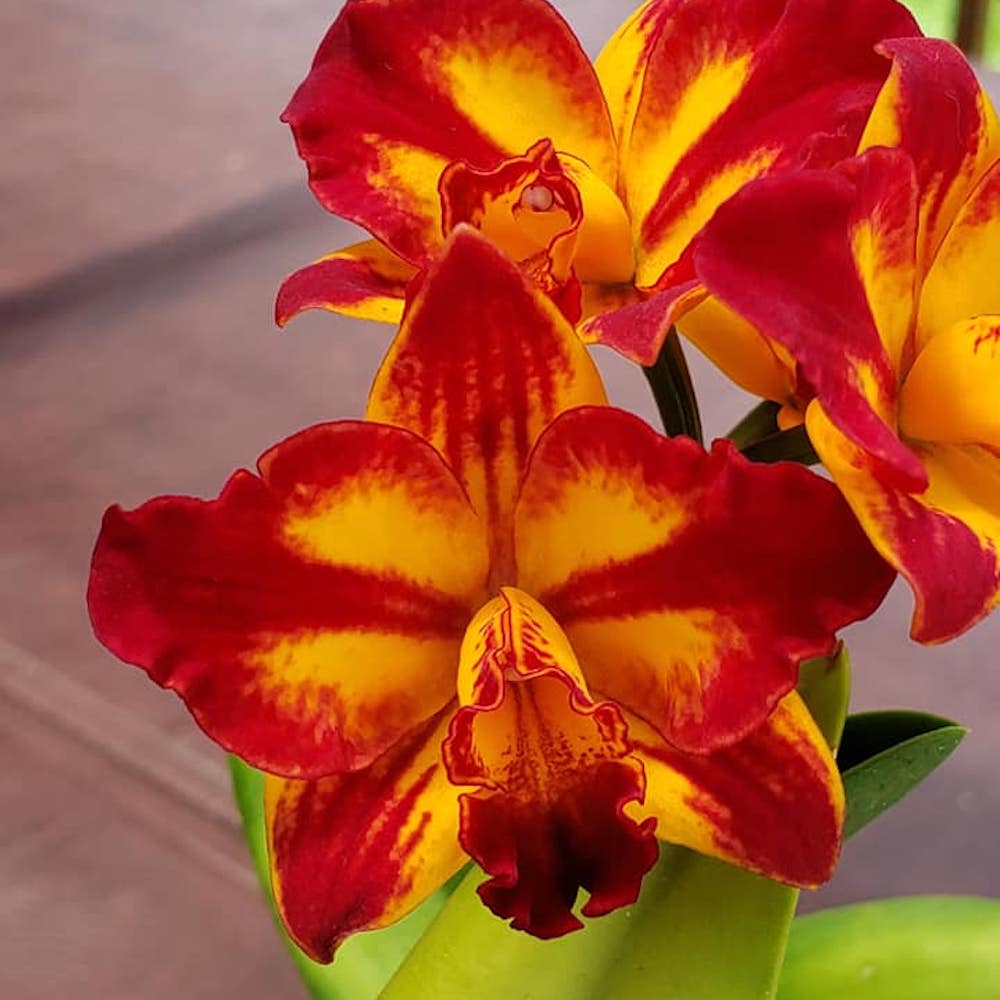 Ctt. Barefoot Mailman