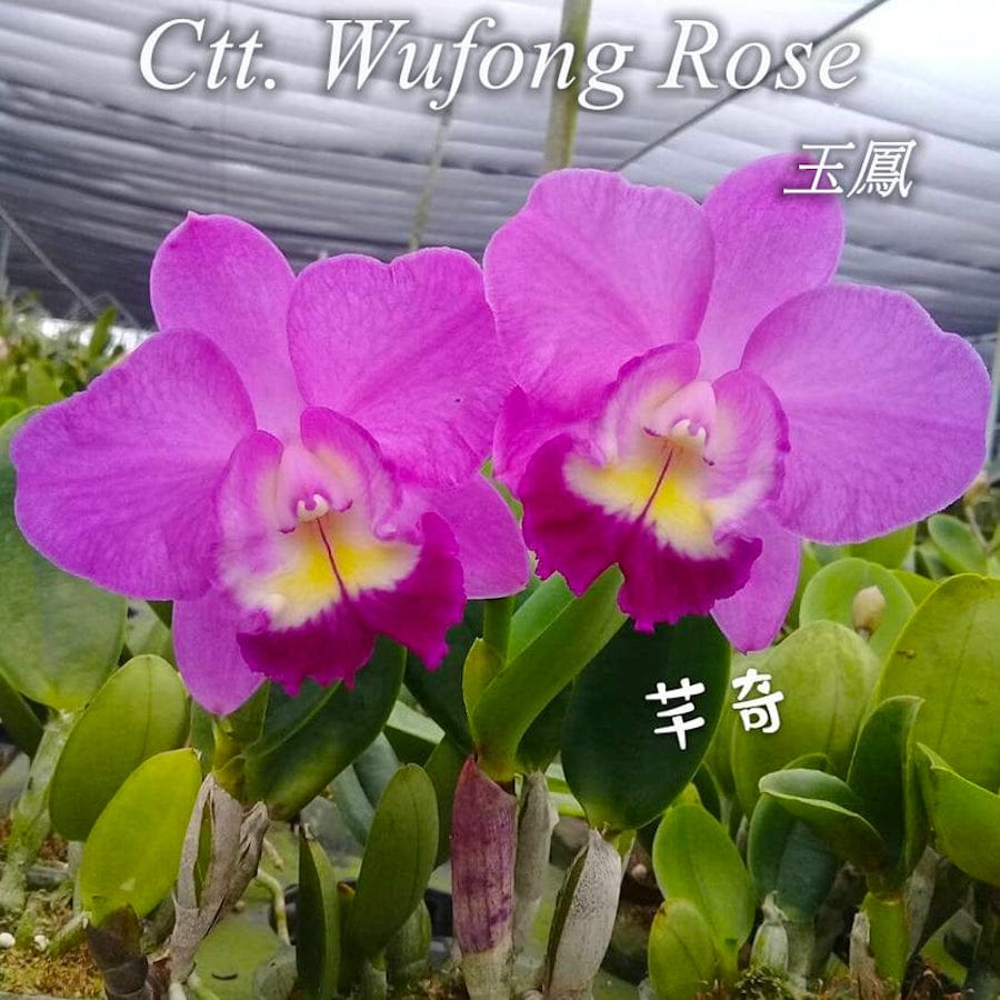 Ctt. Wufong Rose