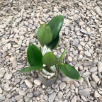 Ctt. Wufong Rose duftend