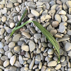 Резник Epipremnum amplissimum 'Silver Leaf' (неукоренен)