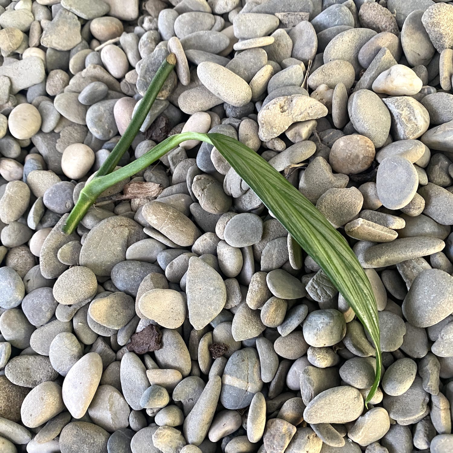 Cutting Epipremnum amplissimum 'Silver Leaf' (neinradacinat)