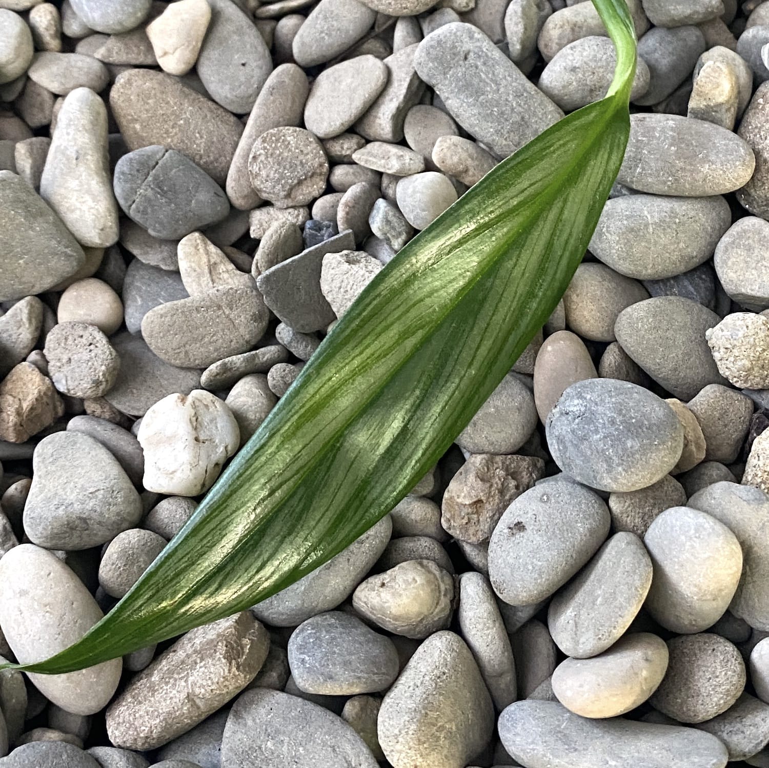 Cutting Epipremnum amplissimum 'Silver Leaf' (neinradacinat)