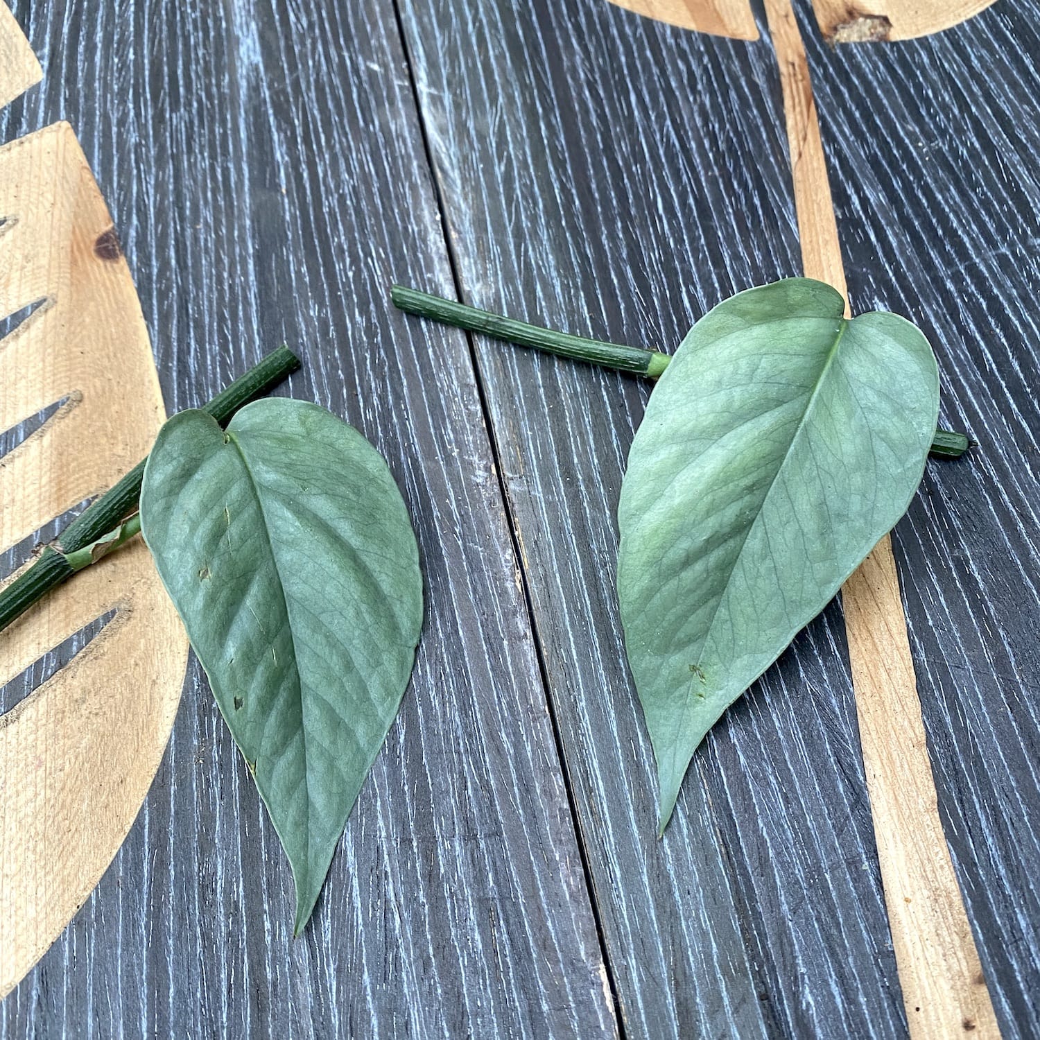 Cutting Epipremnum pinnatum ‘Cebu Blue' (silver-blue leaves)(neinradacinat)