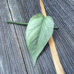 Cutting Epipremnum pinnatum ‘Cebu Blue' (silver-blue leaves)(neinradacinat)