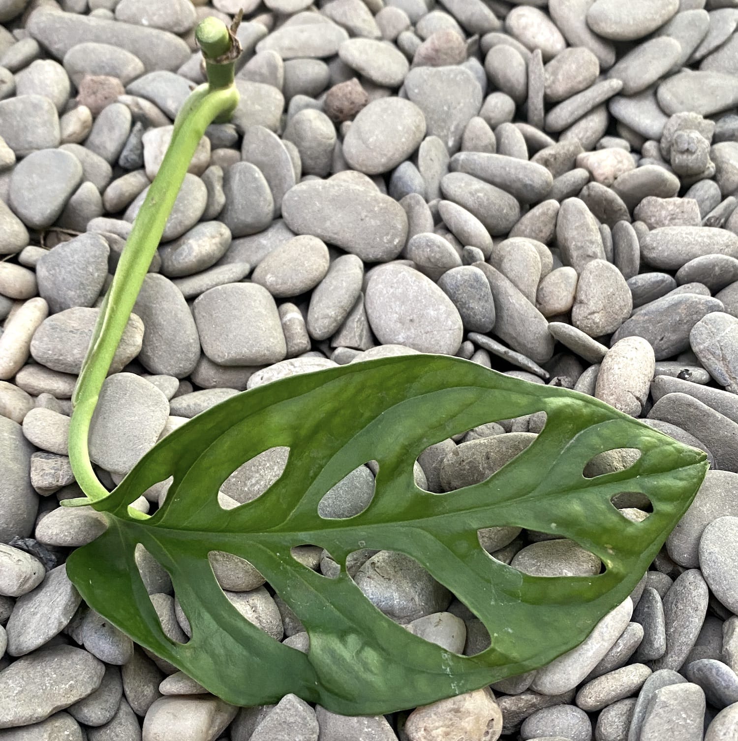 Cuttings Monstera Adansonii (neinradacinat)