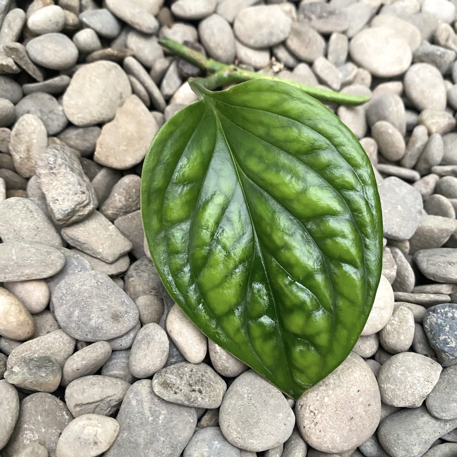 Cuttings Monstera Pinnatipartita (neinradacinat)