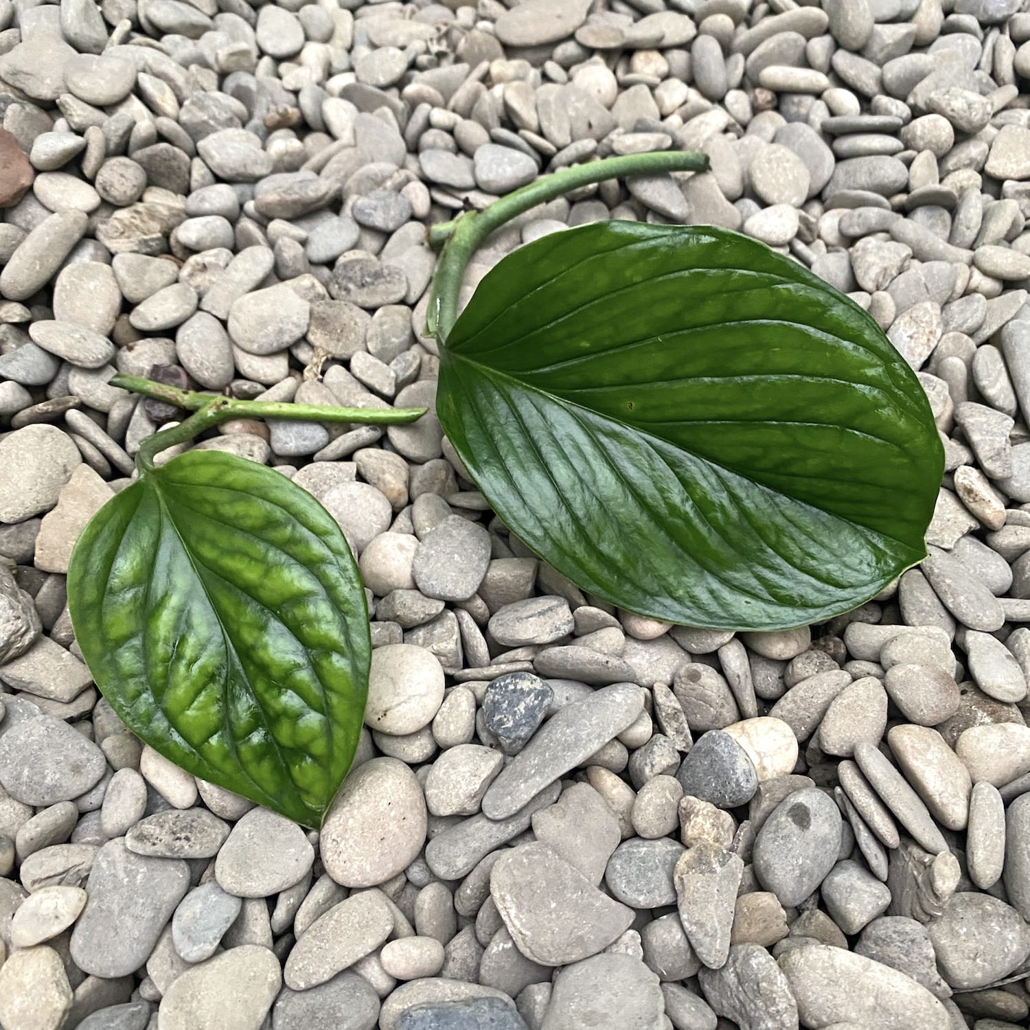Cuttings Monstera Pinnatipartita (neinradacinat)