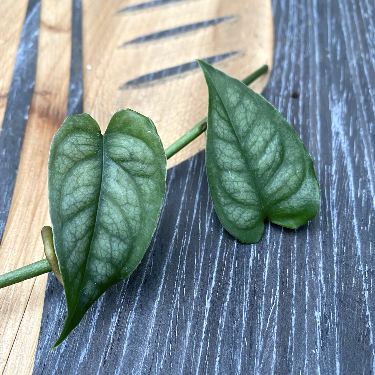 Cuttings Monstera Siltepecana (Silver Monstera) (neinradacinat)