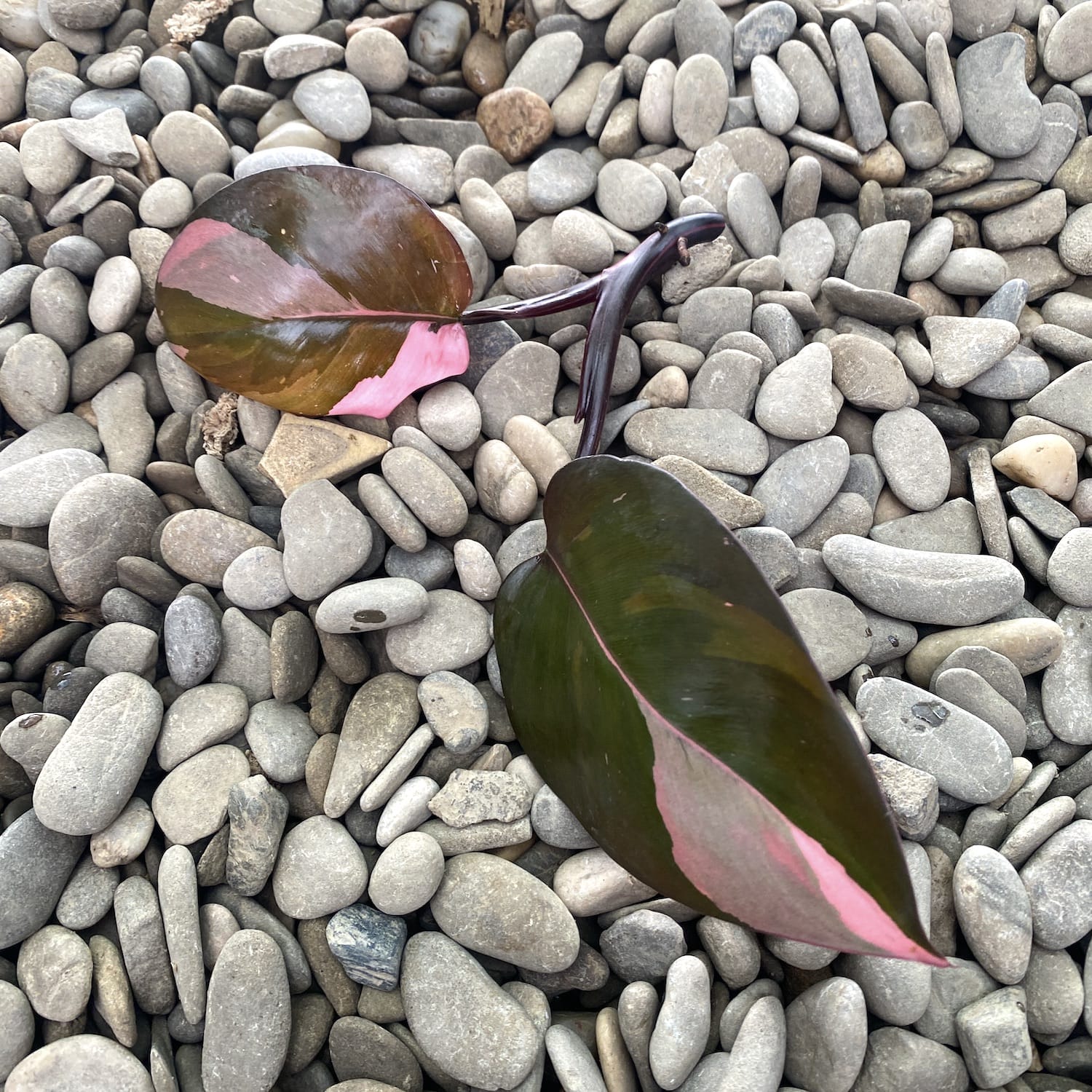 Cuttings Philodendron Pink Princess (neinradacinat)