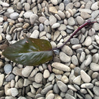 Stecklinge Philodendron Pink Princess (nicht bewurzelt)