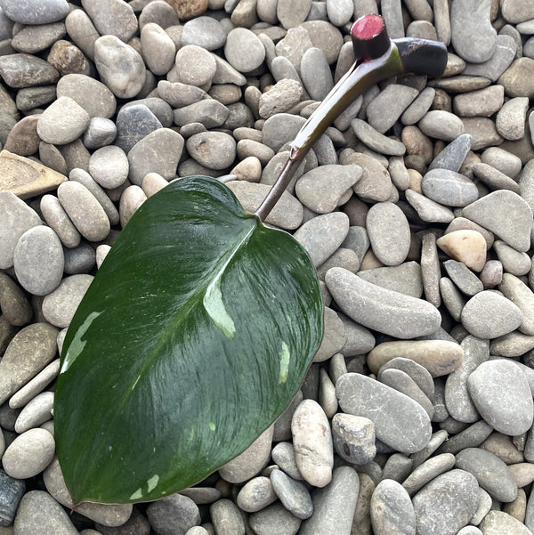 Cuttings Philodendron White Knight (neinradacinat)