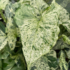 Boutures Syngonium podophyllum Mottled 'Mojito' (non enraciné)