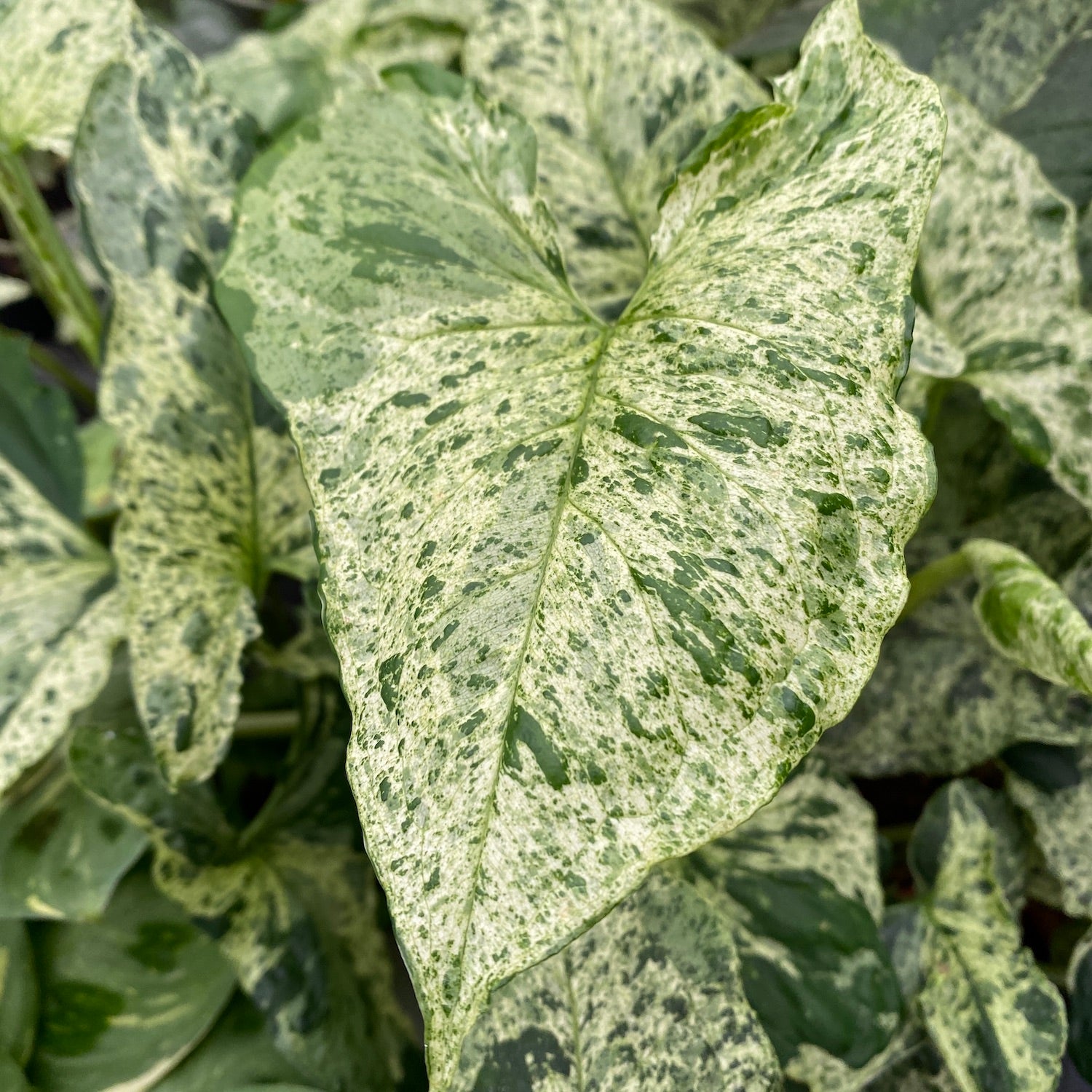 Cuttings Syngonium podophyllum Mottled 'Mojito' (neinradacinat)