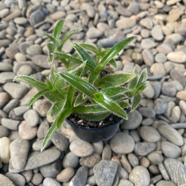 Cyanotis somaliensis (Tradescantia somaliensis) *babyplant