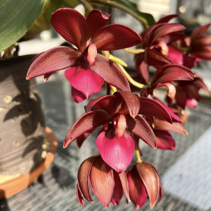 Cycnodes Wine Delight (variegata)