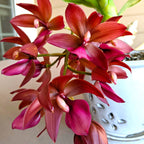 Cycnodes Wine Delight (variegata)