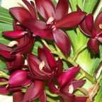 Cycnodes Wine Delight 'JEM' FCC/AOS - fragrant flowers