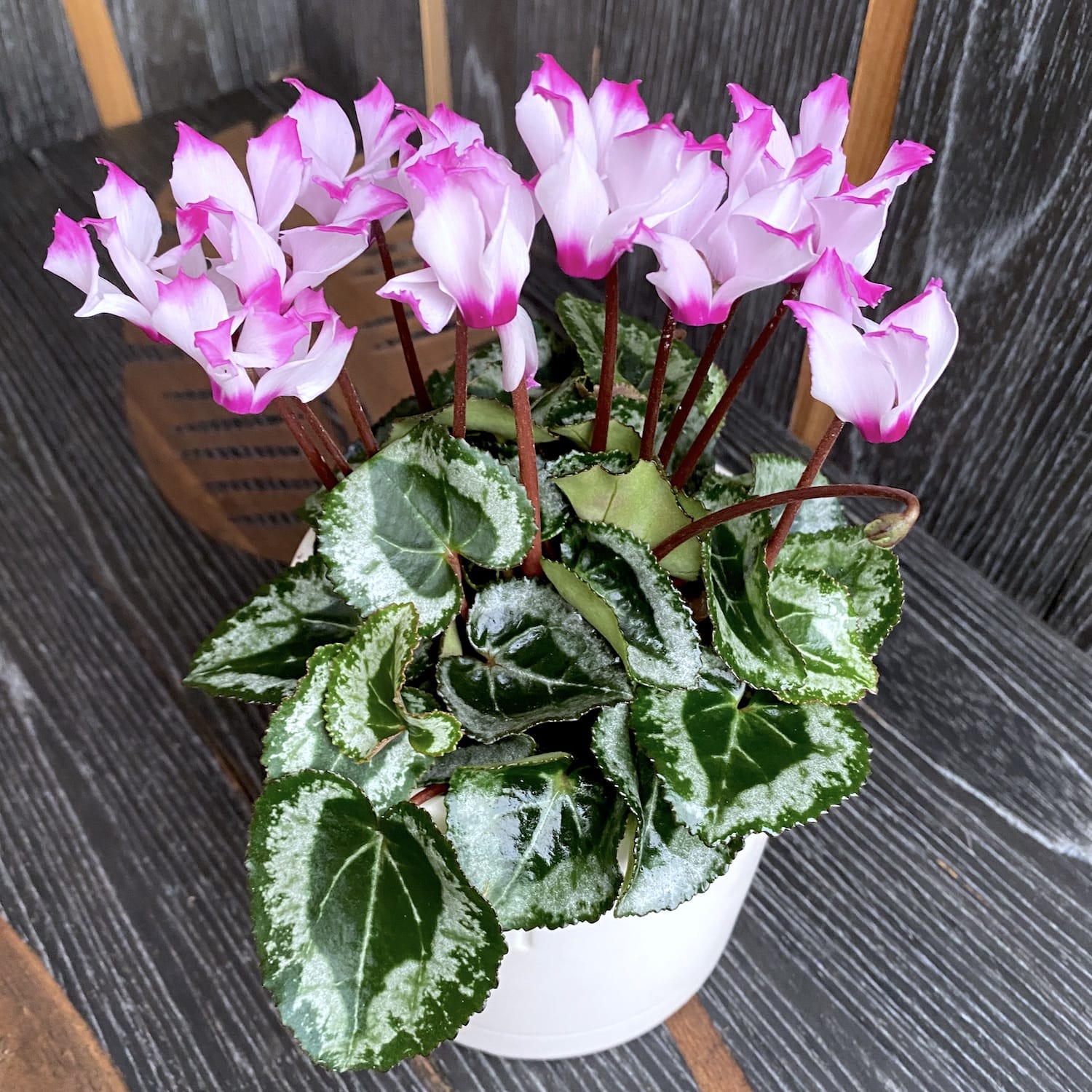 Cyclamen Metis Origami
