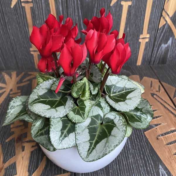 Cyclamen Picasso Red (no flowers)