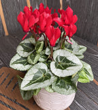 Цикламен Пикасо Червен