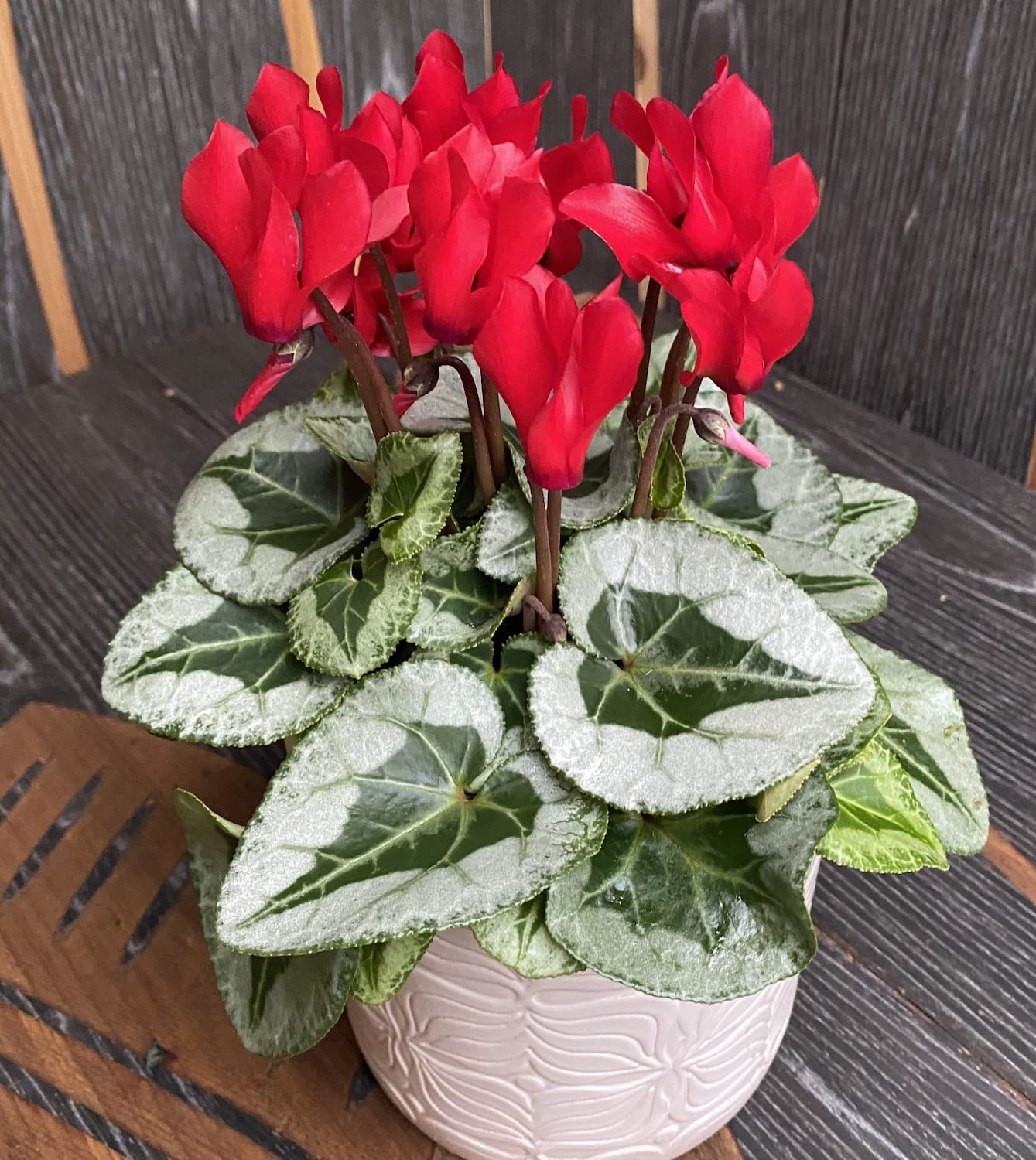 Cyclamen Picasso Red