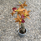 Cycnodes Jumbo Mickey illatos - nagy példányok!!