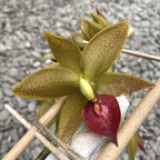 Cycnodes Jumbo Mickey parfumat - exemplarul din poza