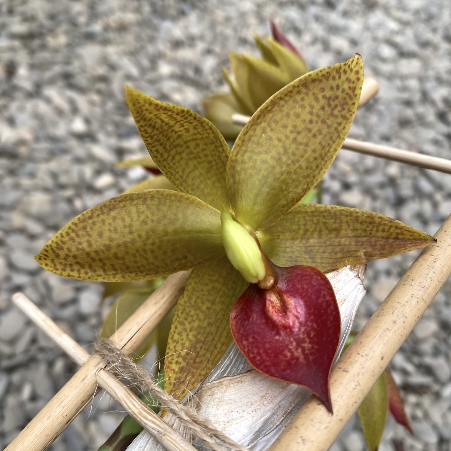 Cycnodes Jumbo Mickey parfumat - exemplarul din poza