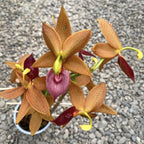 Cycnodes Jumbo Mickey illatos - nagy példányok!!