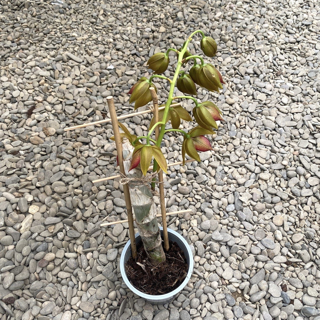 Cycnodes Jumbo Mickey geparfumeerd - het exemplaar op de foto