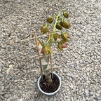 Cycnodes Jumbo Mickey parfumat - exemplarul din poza