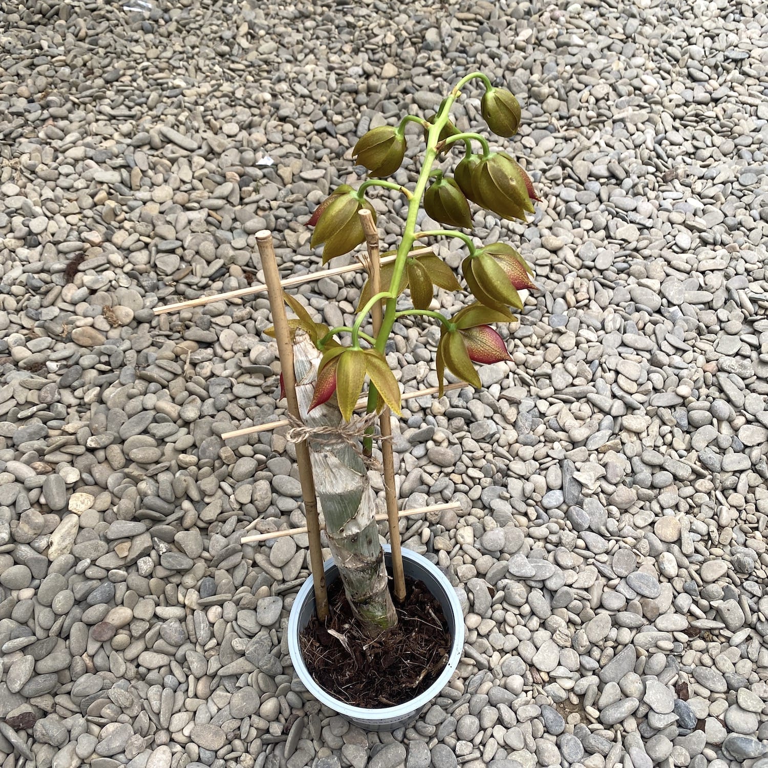 Cycnodes Jumbo Mickey profumato - esemplare nella foto