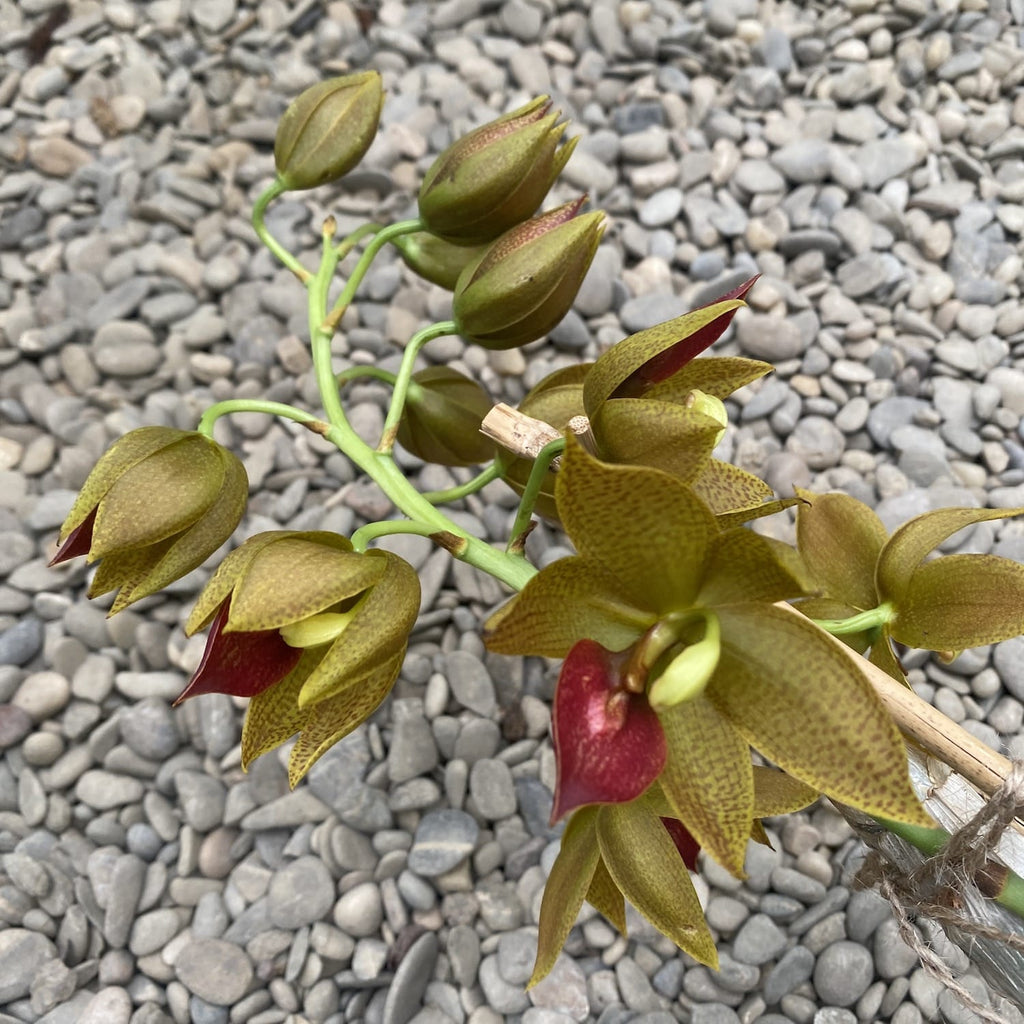 Cycnodes Jumbo Mickey geparfumeerd - het exemplaar op de foto