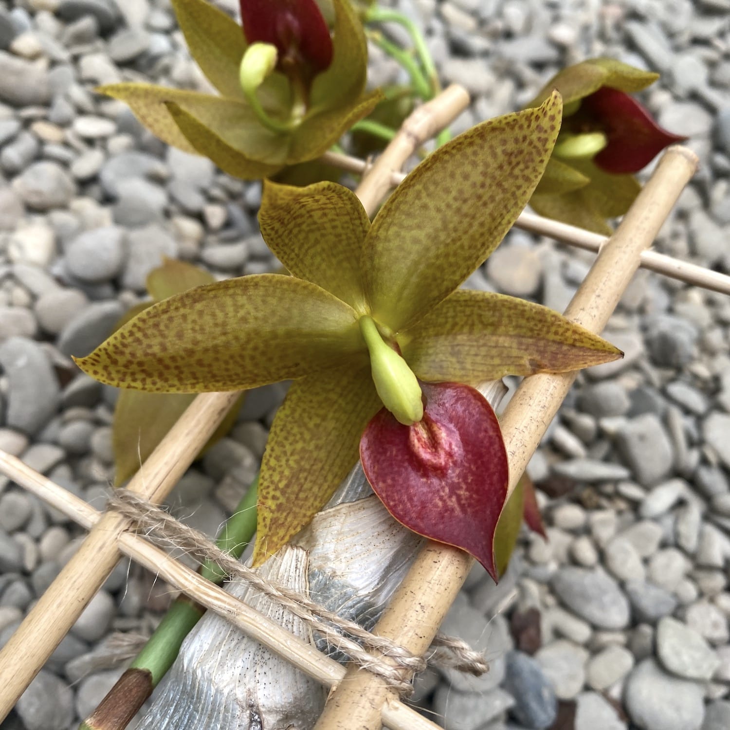 Cycnodes Jumbo Mickey profumato - esemplare nella foto