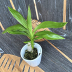 Cycnodes Wine Delight 'JEM' FCC/AOS - fragrant flowers