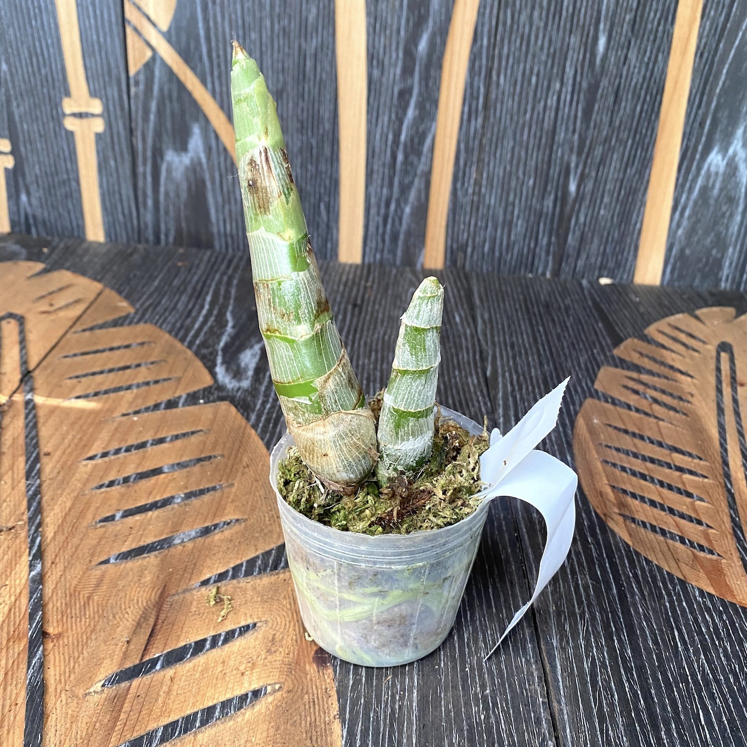 Cycnodes Wine Delight 'JEM' FCC/AOS - fragrant flowers