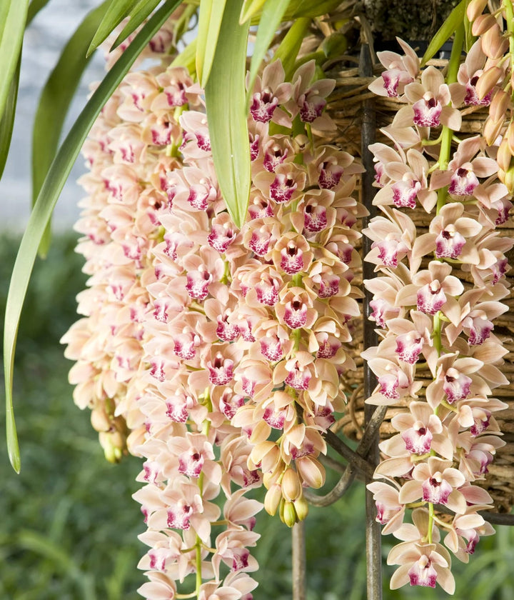 Cymbidium Springwind