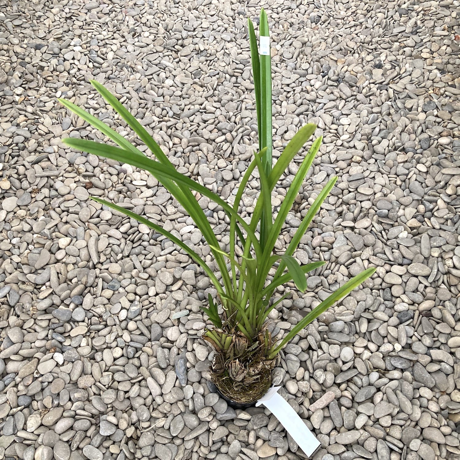 Cymbidium Atropurpureum (Kokosduft)