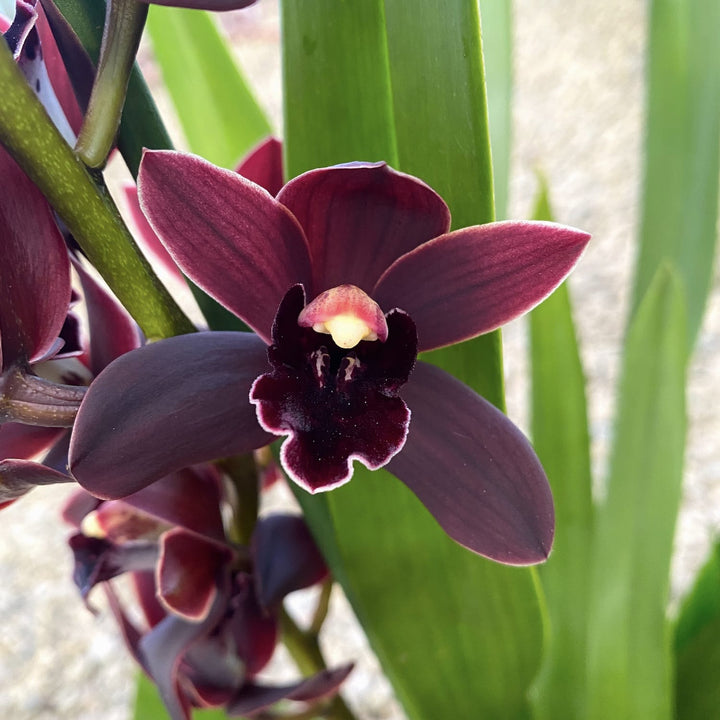 Cymbidium Cali Night 'Geyserland'