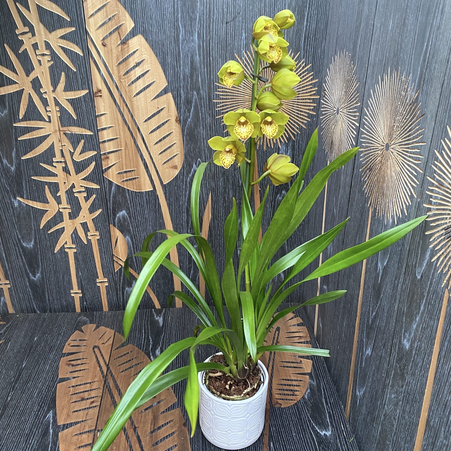 Cymbidium Cora Flor variatie